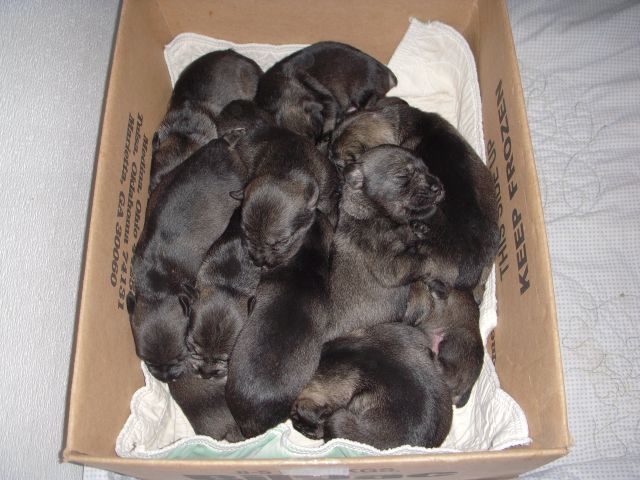 puppies